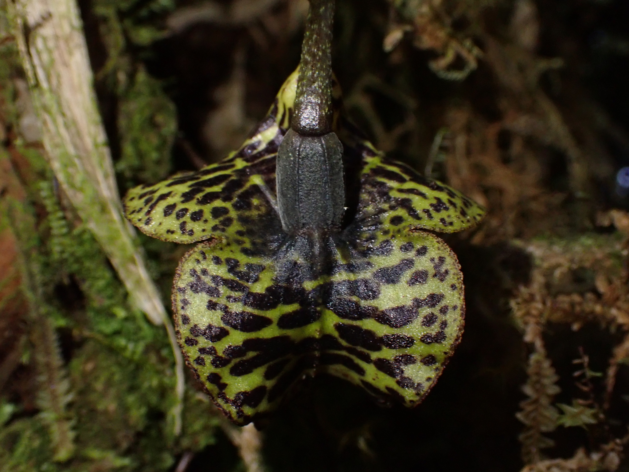 Imagem de Orquídea Drácula
