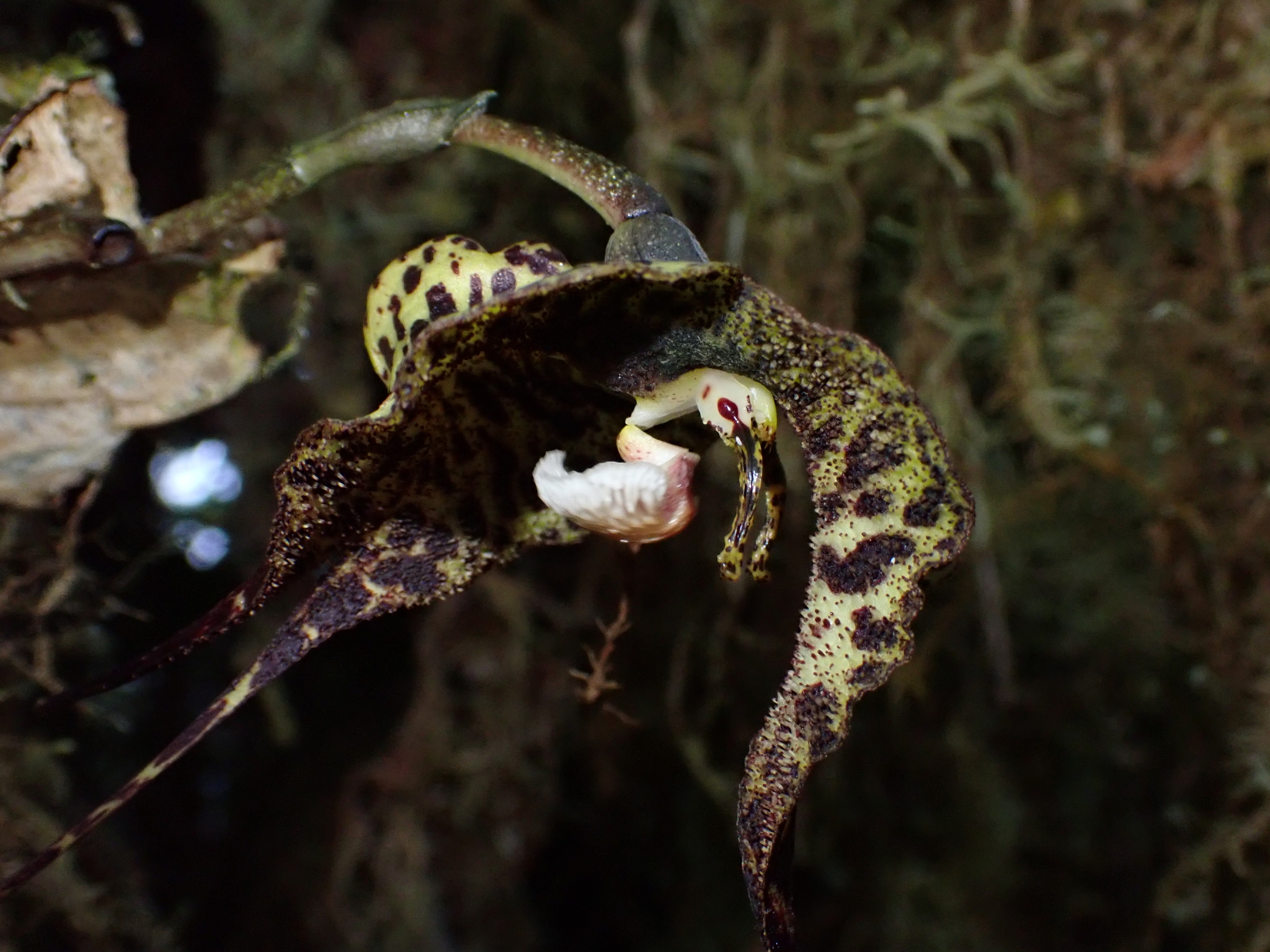 Imagem de Orquídea Drácula