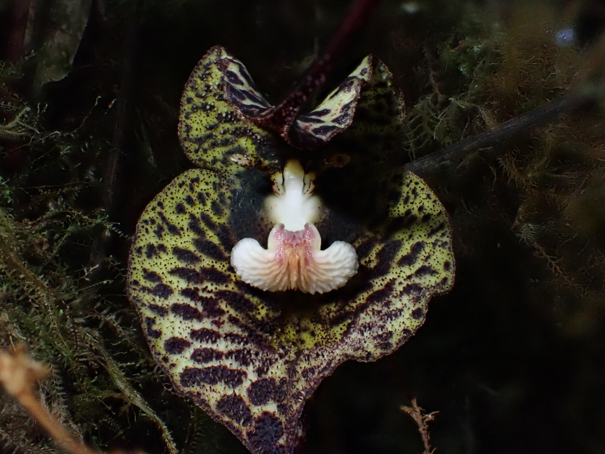 Imagem de Orquídea Drácula