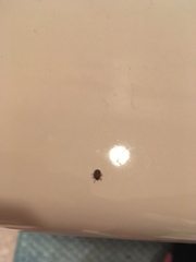 Amblyomma americanum