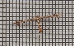 Amblyptilia pica