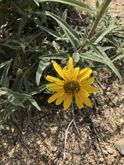 Helianthus gracilentus