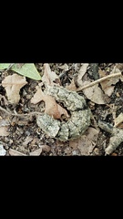 Catocala connubialis