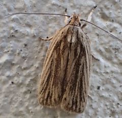 Agonopterix umbellana