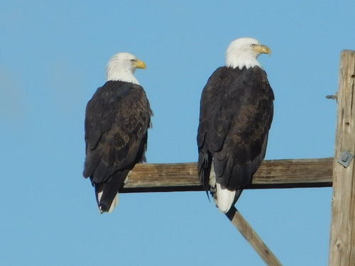 Bald Eagle photographed in Nevada