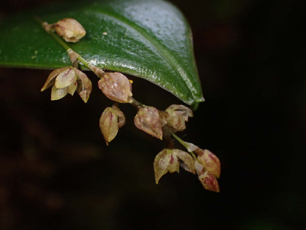 Pleurothallis leopardina