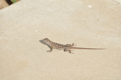 Sceloporus occidentalis