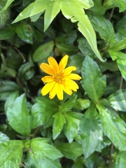 Sphagneticola calendulacea