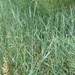 Intermediate Wheatgrass - Photo Michael Kesl, no known copyright restrictions (public domain)