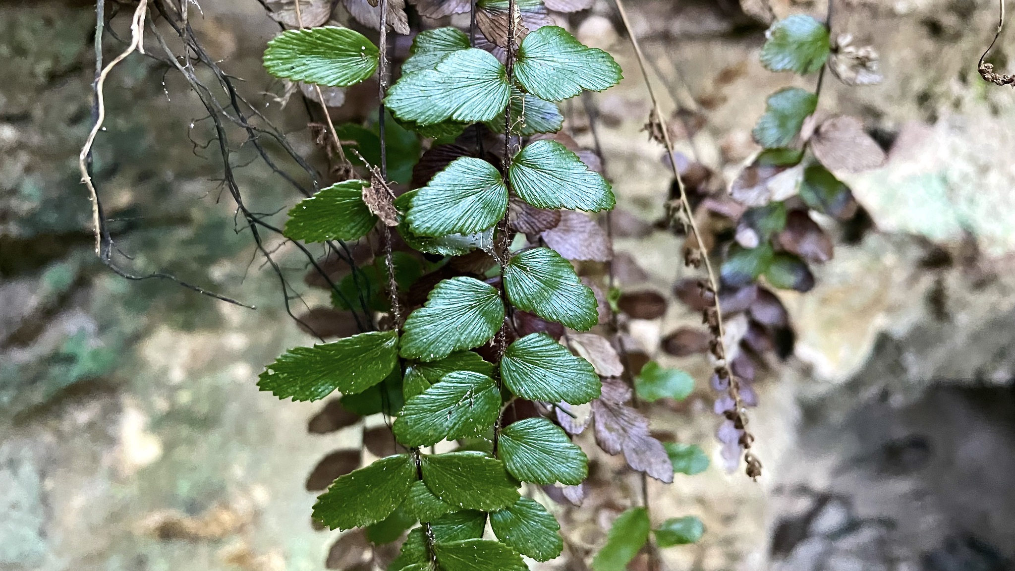 Anemia abbottii