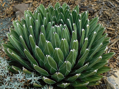 Queen Victoria Agave
