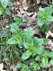 Mentha × piperita