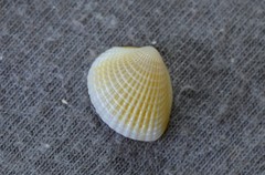 Timoclea scabra