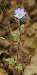Phacelia breweri