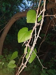 Aristolochia macrophylla