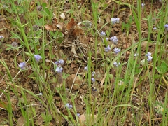 Phacelia breweri