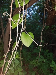 Aristolochia macrophylla