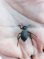 Cryptoglossa muricata