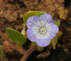 Phacelia divaricata