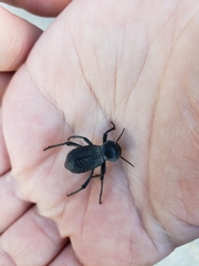 Cryptoglossa muricata