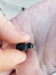 Cryptoglossa muricata