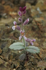 Streptanthus hispidus