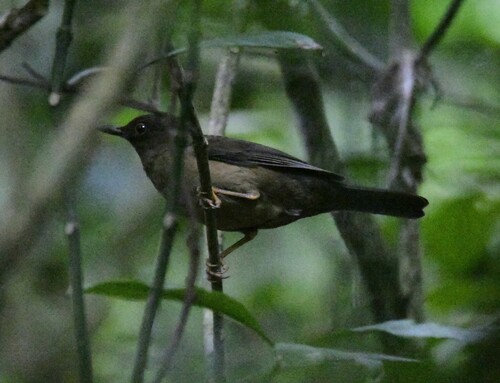 Black-hooded Thrush (Turdus olivater), photo 4