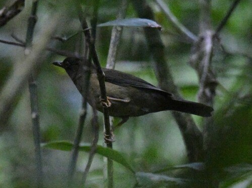 Black-hooded Thrush (Turdus olivater), photo 5