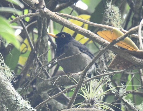 Black-hooded Thrush (Turdus olivater), photo 10