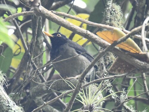 Black-hooded Thrush (Turdus olivater), photo 3
