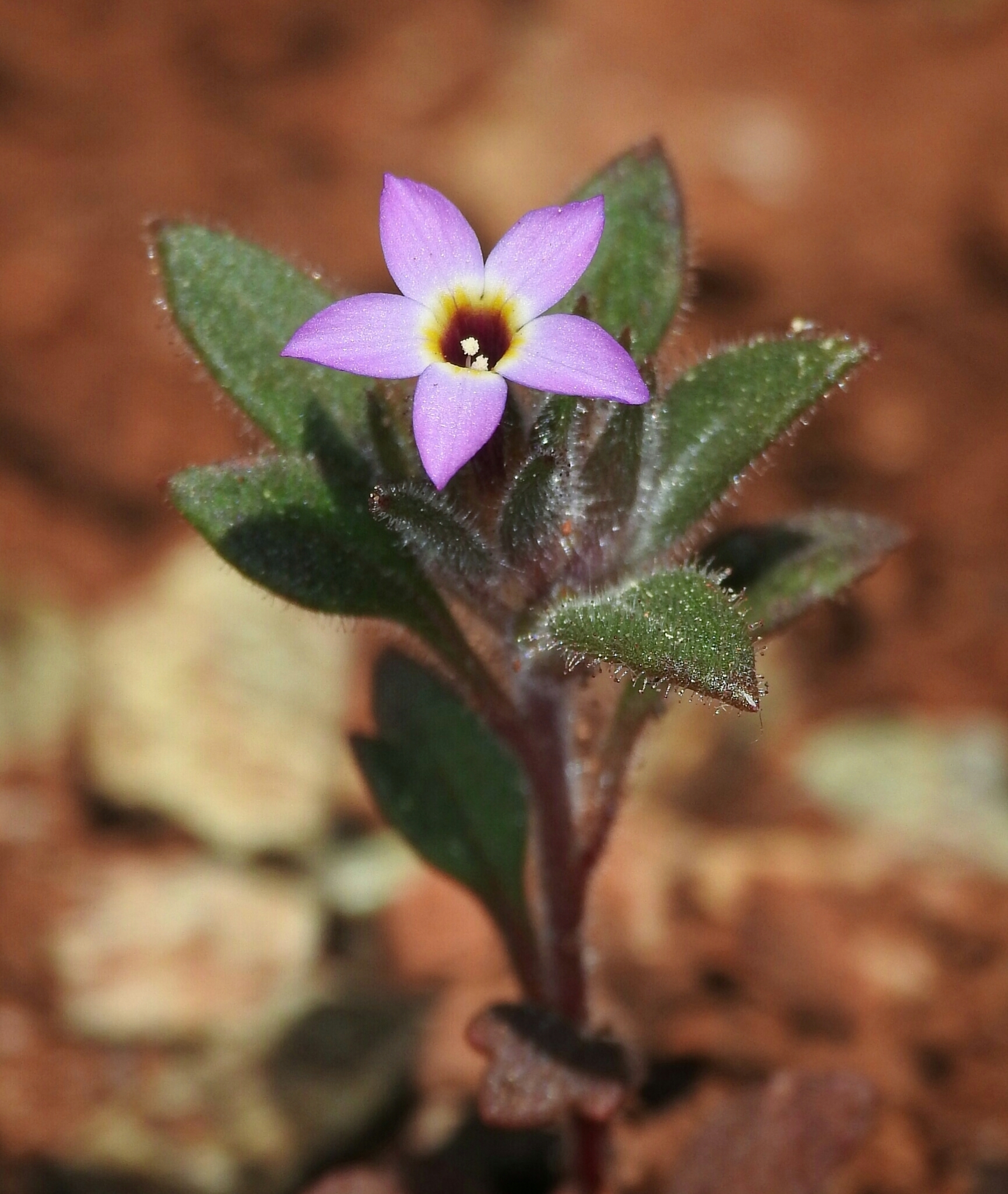 Collomia diversifolia