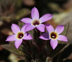 Collomia diversifolia
