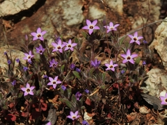 Collomia diversifolia