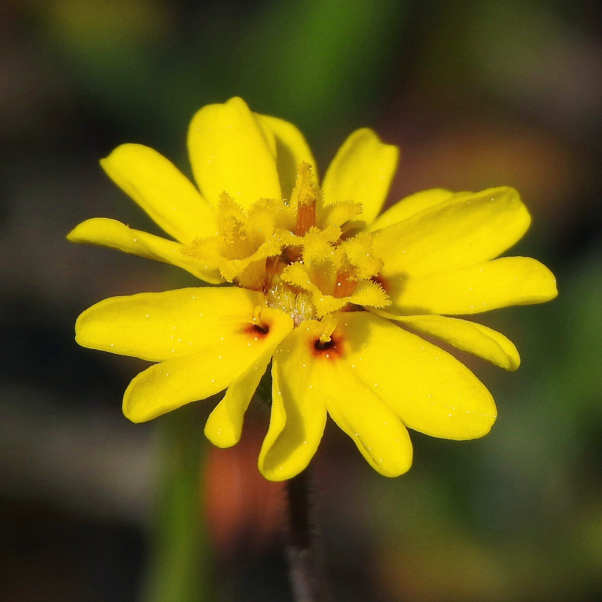 Harmonia nutans