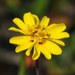 Nodding Tarweed - Photo (c) David Greenberger, some rights reserved (CC BY-NC-ND), uploaded by David Greenberger