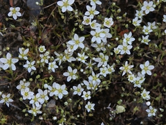 Sabulina californica