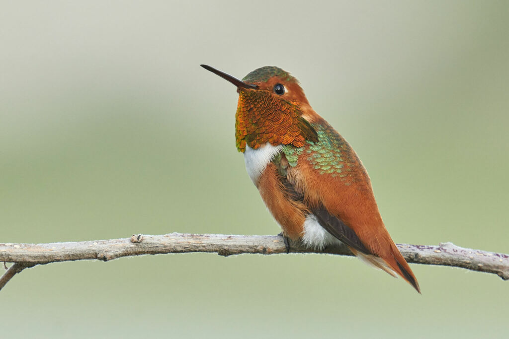 Allen's Hummingbird
