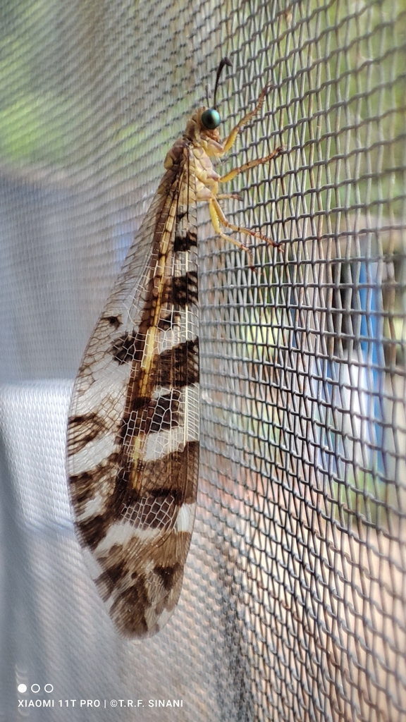 Dimares elegans