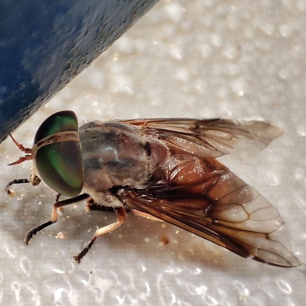 Tabanus importunus