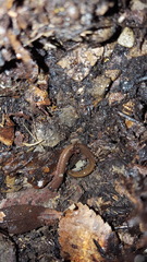 Eurycea multiplicata