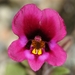 Kellogg's Monkeyflower - Photo (c) David Greenberger, some rights reserved (CC BY-NC-ND), uploaded by David Greenberger