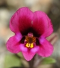Kellogg's Monkeyflower - Photo (c) David Greenberger, some rights reserved (CC BY-NC-ND), uploaded by David Greenberger