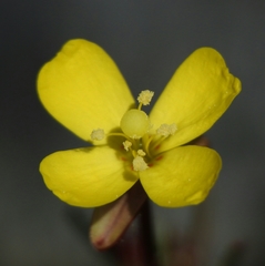 Camissonia contorta