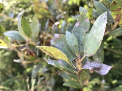 Arctostaphylos columbiana