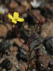 Camissonia contorta