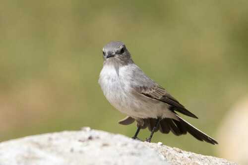 Cinereous Ground Tyrant (Muscisaxicola cinereus), photo 8