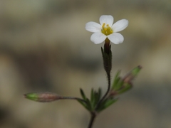 Leptosiphon bolanderi