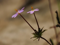 Leptosiphon latisectus