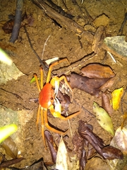 Tiwaripotamon edostilus