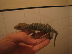 Gekko gecko